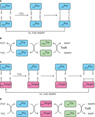 The Role of Thioredoxin/Peroxiredoxin in the β-Cell Defense Against Oxidative Damage